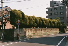 ひだりむけひだり