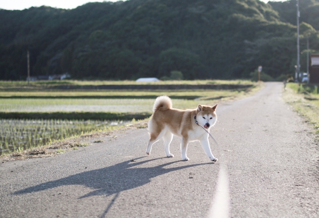 8000d しーば2
