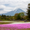 富士芝桜まつり