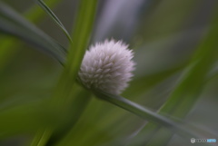 ユキボウズ