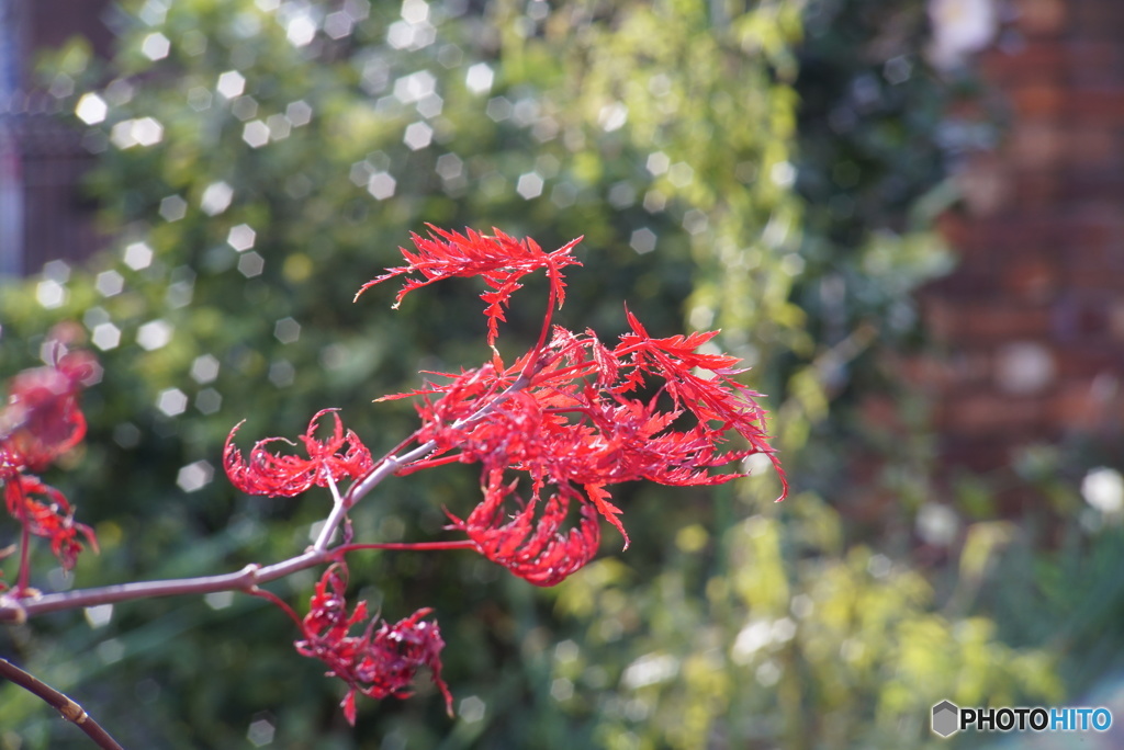 稲葉枝垂れ紅葉