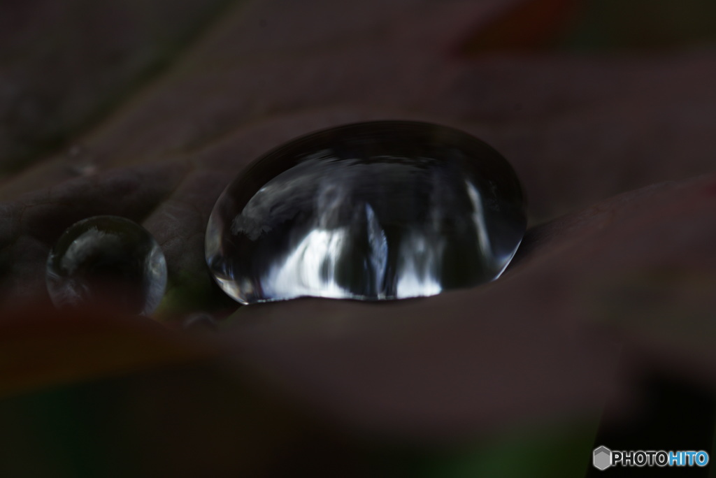 雨上がり　（芍薬の若葉）