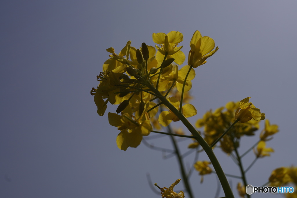 菜の花