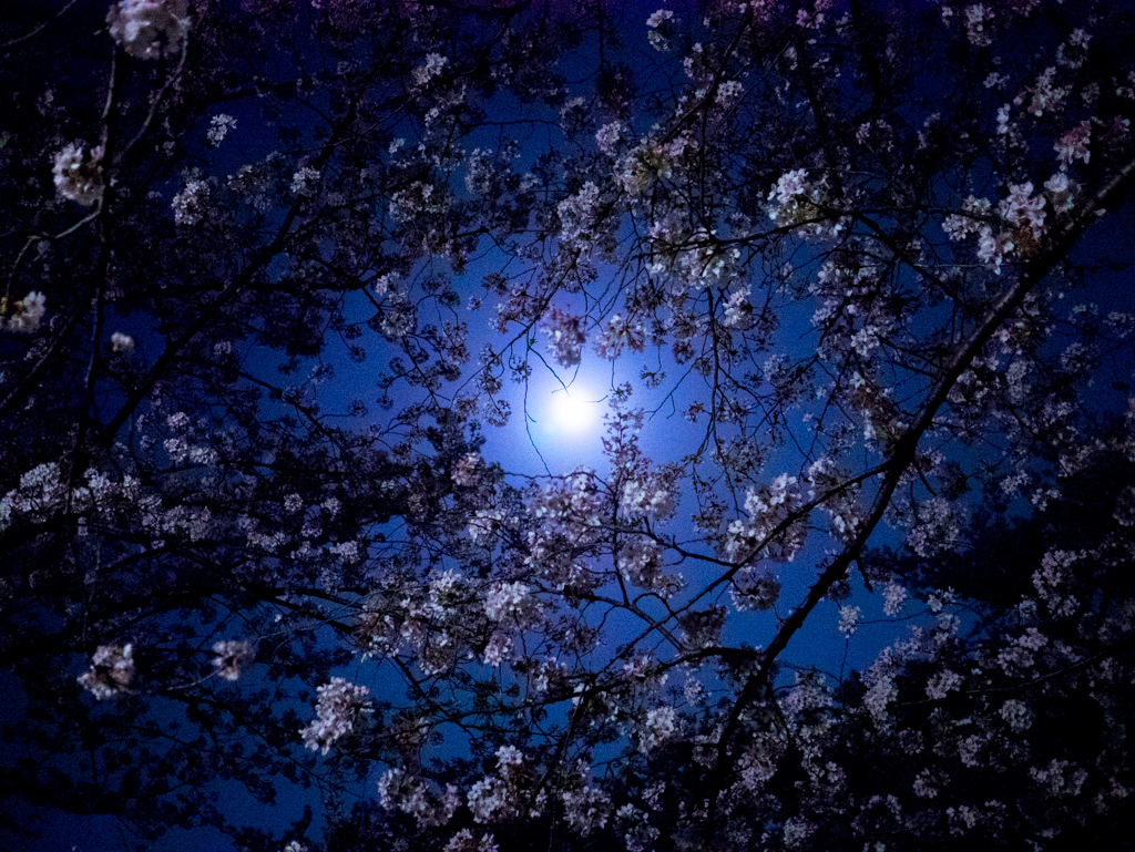 2018年3月の夜桜_5