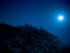 2018年3月の夜桜_3