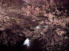 2018年3月の夜桜_4