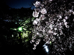 2018年3月の夜桜_2