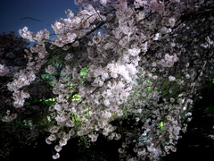 2018年3月の夜桜_1