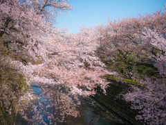 2018年4月の桜_1