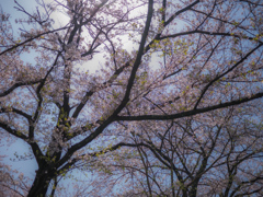 2018年4月の桜_2