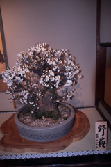 平成30年長浜盆梅展(3/9)
