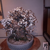 平成30年長浜盆梅展(3/9)