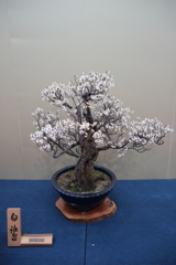 平成30年長浜盆梅展(4/9)