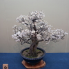 平成30年長浜盆梅展(4/9)
