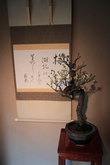 平成30年長浜盆梅展(2/9)