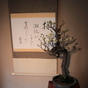 平成30年長浜盆梅展(2/9)
