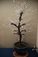 平成30年長浜盆梅展(5/9)