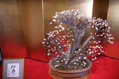 平成30年長浜盆梅展(1/9)