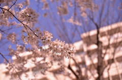 いまさらの桜＠近所の団地