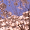いまさらの桜＠近所の団地