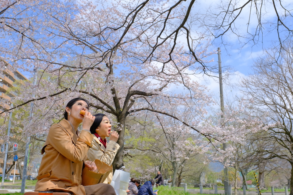 公園でお花見