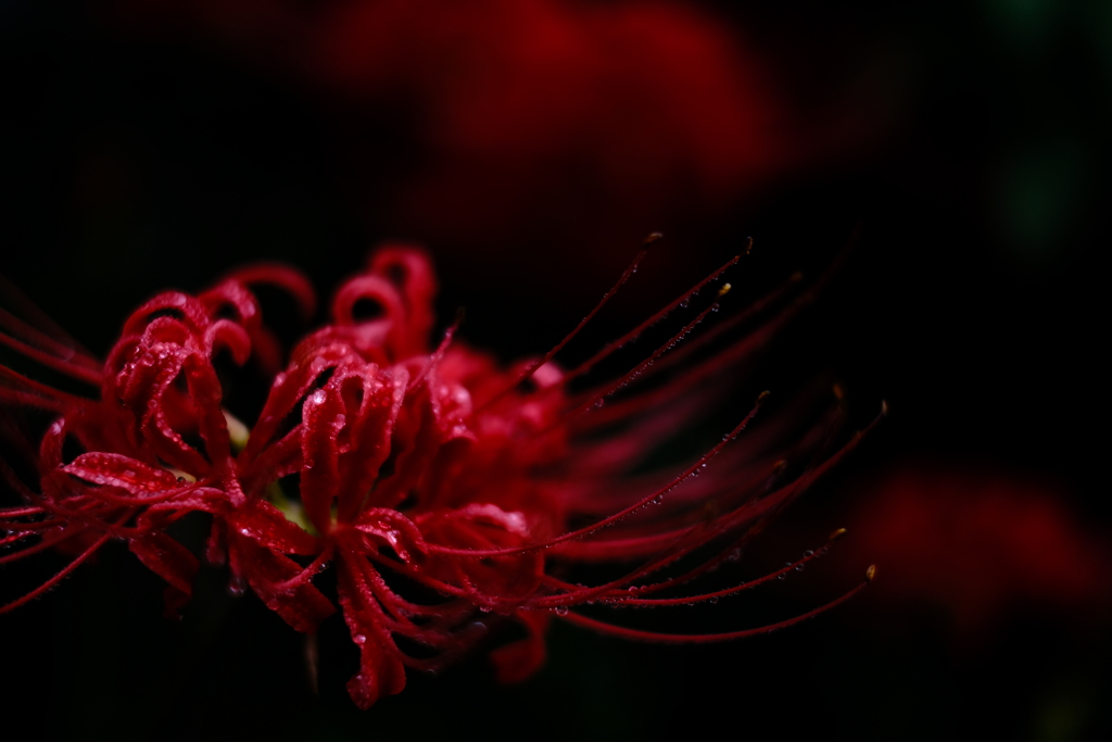 雨上がりの曼珠沙華