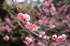 後楽園の梅４
