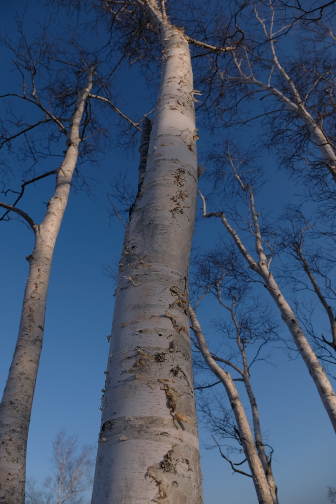 白樺の木