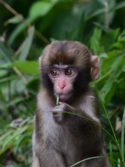 野性の子猿