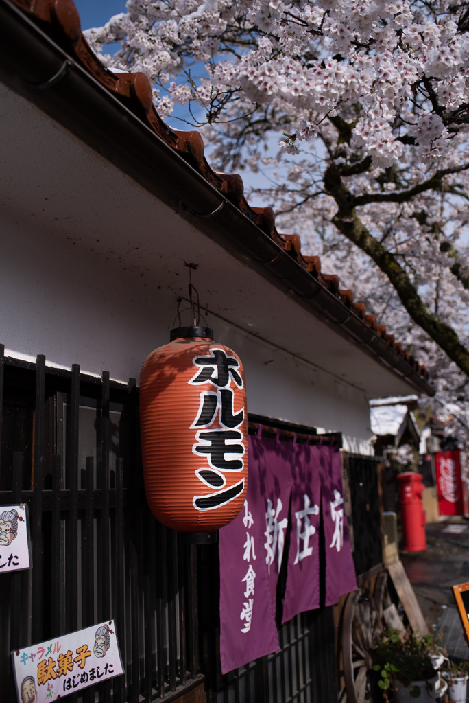 雪の中のがいせん桜２
