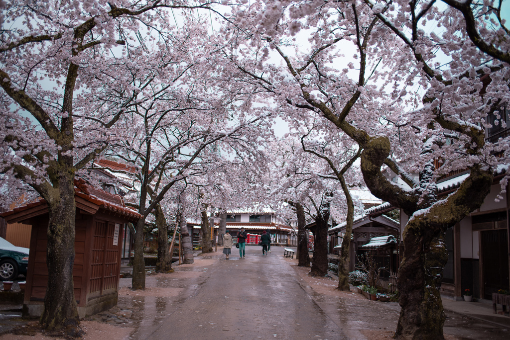 雪の中のがいせん桜６