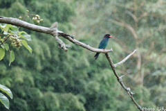プッポウソウ雨の中で
