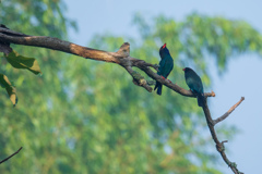 巣立ちを促すプッポウソウ物語。