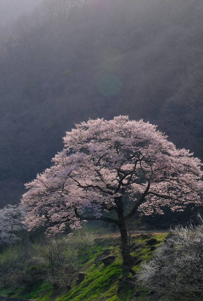 西陽を浴びる桜