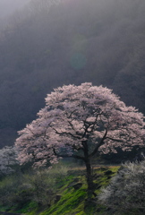 西陽を浴びる桜