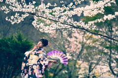 桜と舞う２