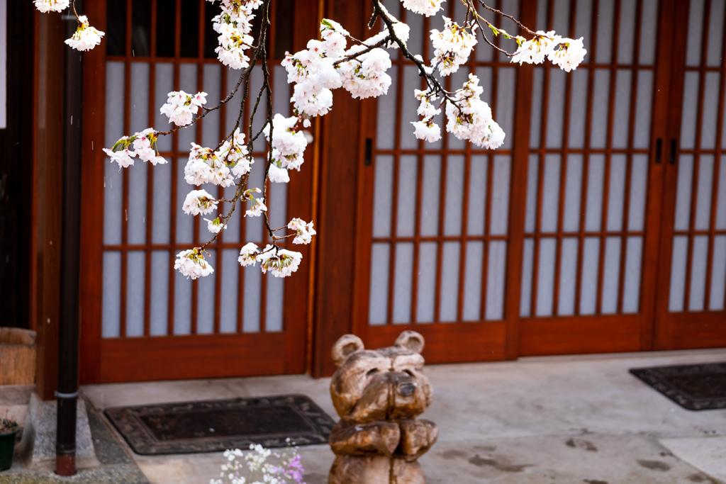 雪の中のがいせん桜３