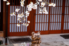 雪の中のがいせん桜３