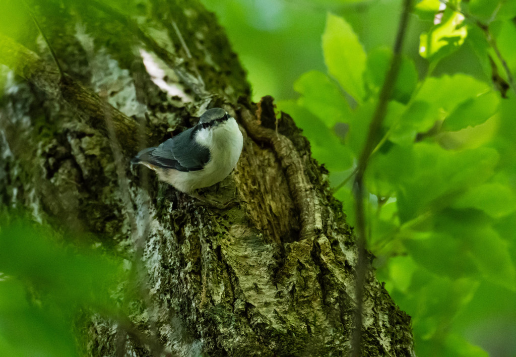 ゴジュウカラの視線