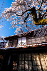 雪の中のがいせん桜４