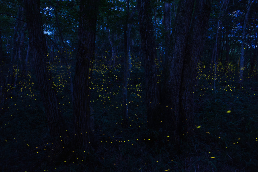 ヒメボタルのいる森