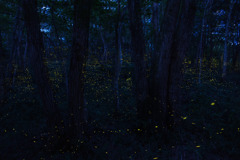ヒメボタルのいる森
