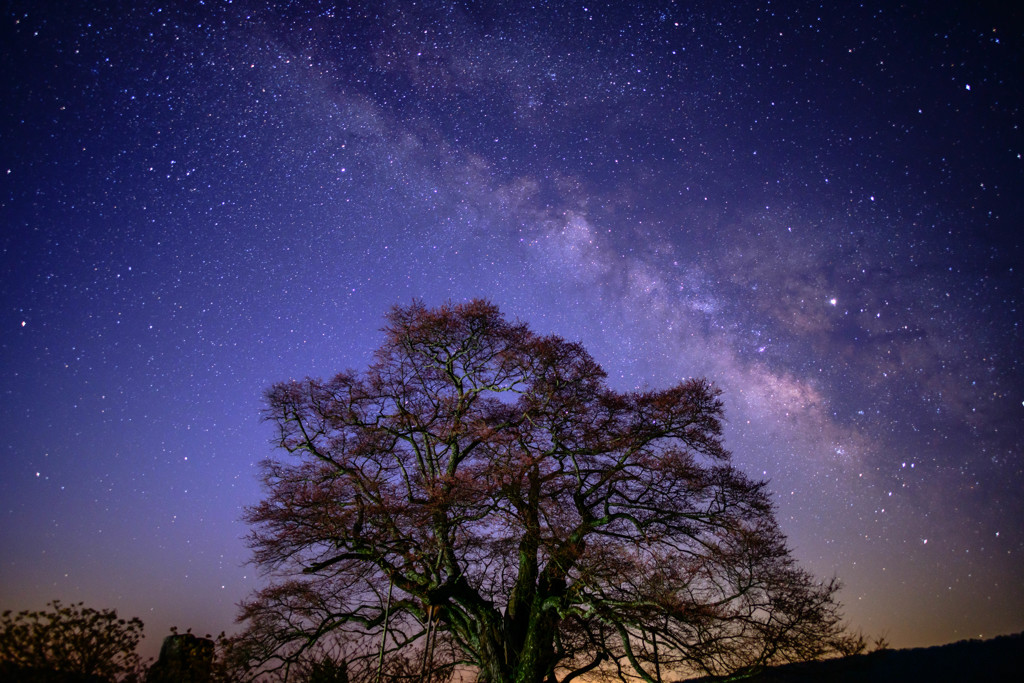 醍醐桜と天の川