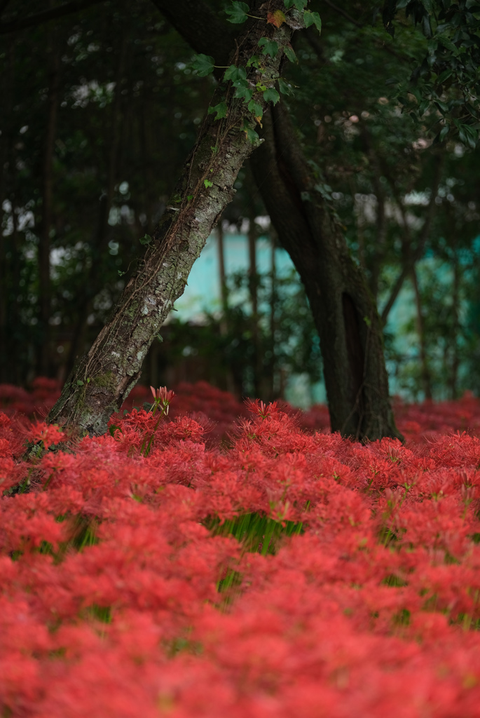 彼岸花の群生２