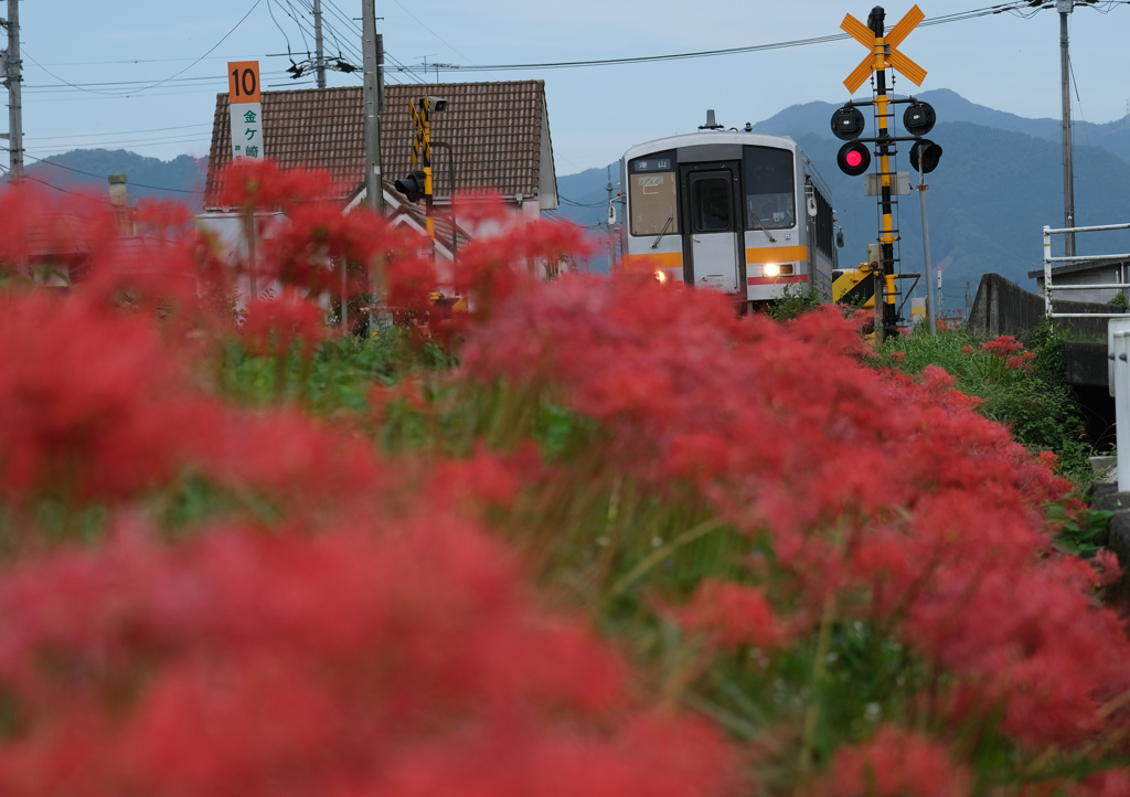 姫新線と彼岸花２