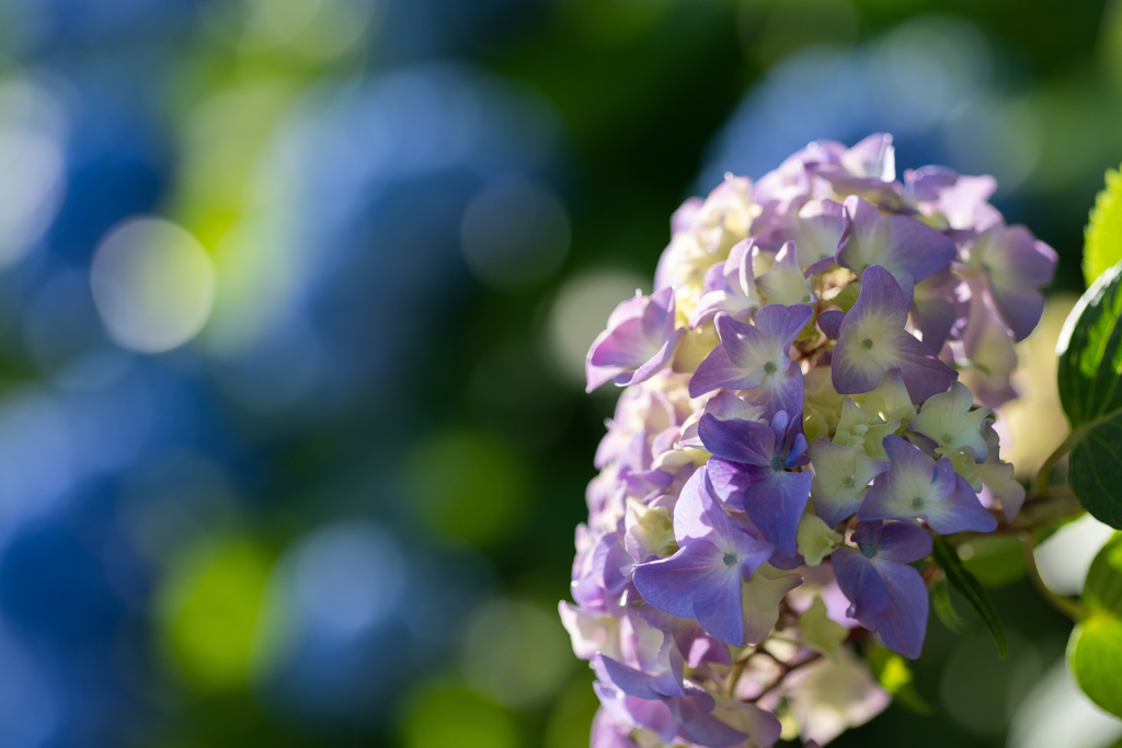 花の山寺普門寺の紫陽花３