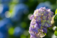 花の山寺普門寺の紫陽花３