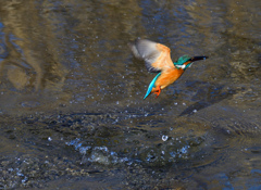 カワセミ捕食２