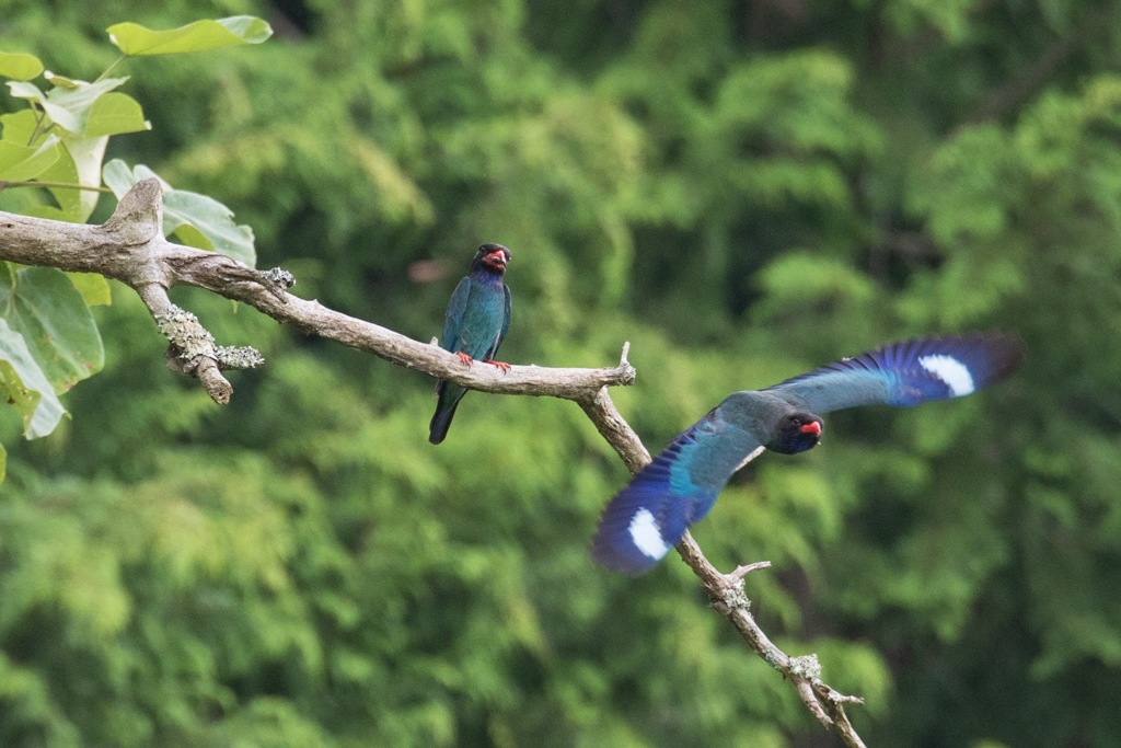 プッポウソウ巣に向かってダッシュ