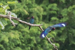 プッポウソウ巣に向かってダッシュ